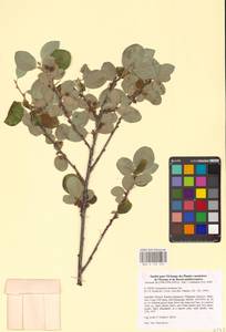 Кизильник рыхлоцветковый (J.Jacq.) Lindl., Восточная Европа, Северный район (E1) (Россия)