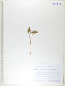 Sceptridium robustum (Rupr.) Lyon, Сибирь, Дальний Восток (S6) (Россия)