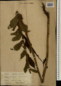 Lactuca quercina subsp. quercina, Восточная Европа, Ростовская область (E12a) (Россия)