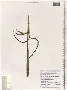 Licuala robinsoniana Becc., Зарубежная Азия (ASIA) (Вьетнам)