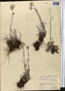 Leontopodium leontopodinum (DC.) Hand.-Mazz., Средняя Азия и Казахстан, Памир и Памиро-Алай (M2) (Киргизия)