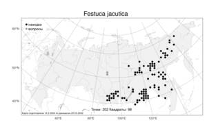 Festuca jacutica, Овсяница якутская Drobow, Атлас флоры России (FLORUS) (Россия)