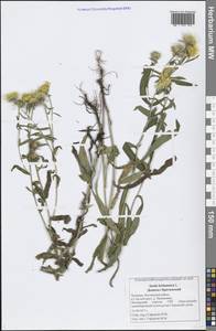Pentanema britannicum (L.) D. Gut. Larr., Santos-Vicente, Anderb., E. Rico & M. M. Mart. Ort., Восточная Европа, Средневолжский район (E8) (Россия)