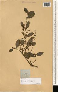 Trophis scandens subsp. scandens, Зарубежная Азия (ASIA) (Филиппины)