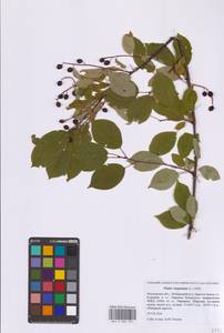 Черемуха виргинская L., Восточная Европа, Московская область и Москва (E4a) (Россия)