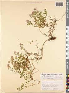 Thymus marschallianus × serpyllum, Восточная Европа, Московская область и Москва (E4a) (Россия)