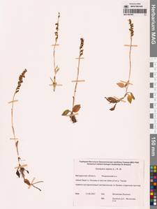 Гудайера ползучая (L.) R.Br., Сибирь, Чукотка и Камчатка (S7) (Россия)