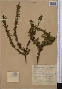 Prunus prostrata var. concolor (Boiss.) Lipsky, Средняя Азия и Казахстан, Западный Тянь-Шань и Каратау (M3) (Киргизия)