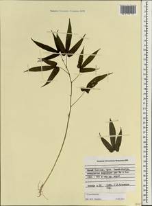 Cucurbitaceae, Зарубежная Азия (ASIA) (Вьетнам)
