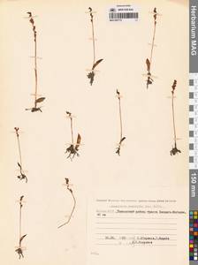 Бровник одноклубневый (L.) R.Br., Сибирь, Якутия (S5) (Россия)