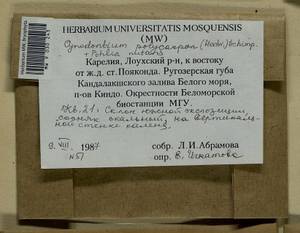 Cynodontium polycarpon (Hedw.) Schimp., Гербарий мохообразных, Мхи - Карелия, Ленинградская и Мурманская области (B4) (Россия)