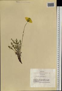 Oreomecon nudicaulis subsp. nudicaulis, Сибирь, Алтай и Саяны (S2) (Россия)