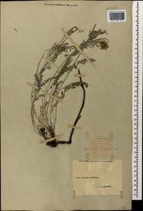 Астрагал эспарцетный L., Кавказ, Ставропольский край, Карачаево-Черкесия, Кабардино-Балкария (K1b) (Россия)