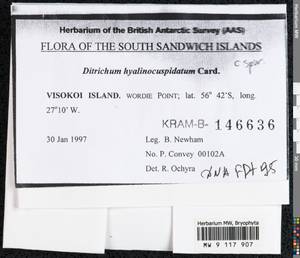 Ditrichum hyalinocuspidatum Cardot, Гербарий мохообразных, Мхи - Антарктика (BAn) (Южная Георгия и Южные Сандвичевы Острова)