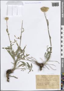 Василек восточный L., Восточная Европа, Ростовская область (E12a) (Россия)