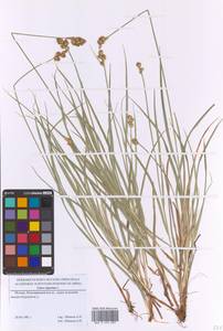 Осока заячья L., Восточная Европа, Московская область и Москва (E4a) (Россия)