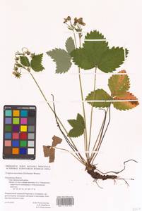 Земляника мускусная Duchesne, Восточная Европа, Центральный район (E4) (Россия)