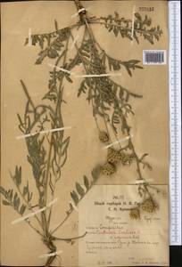 Василек прижаточешуйный Ledeb., Средняя Азия и Казахстан, Северный и Центральный Казахстан (M10) (Казахстан)