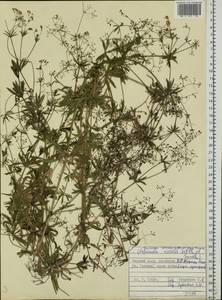 Подмаренник приручейный (Sibth. & Sm.) Griseb., Восточная Европа, Белоруссия (E3a) (Белоруссия)