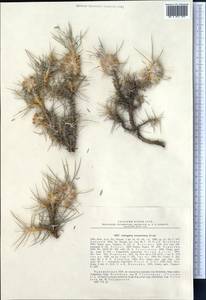 Astragalus cerasocrenus Bunge, Средняя Азия и Казахстан, Копетдаг, Бадхыз, Малый и Большой Балхан (M1) (Туркмения)