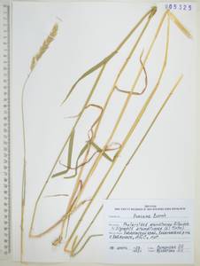 Двукисточник тростниковидный L., Сибирь, Дальний Восток (S6) (Россия)
