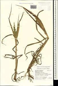 Ежовник обыкновенный, Куриное просо (L.) P.Beauv., Крым (KRYM) (Россия)