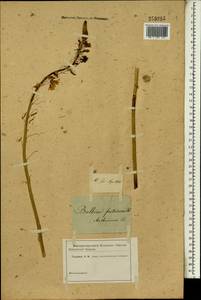 Бульбина кустарниковая (L.) Willd., Африка (AFR) (Россия)