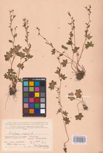 Камнеломка наклоненная, Камнеломка поникающая L., Восточная Европа, Северный район (E1) (Россия)