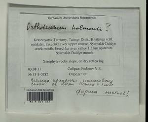 Orthotrichum scanicum Grönvall, Гербарий мохообразных, Мхи - Красноярский край, Тыва и Хакасия (B17) (Россия)