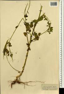 Brassicaceae, Африка (AFR) (Гвинея)