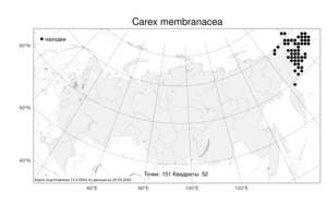 Carex membranacea, Осока перепончатая Hook., Атлас флоры России (FLORUS) (Россия)