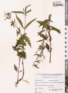 Urtica dioica var. holosericea Fr., Сибирь, Якутия (S5) (Россия)
