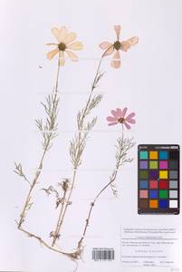 Космея двоякоперистая Cav., Восточная Европа, Московская область и Москва (E4a) (Россия)