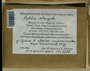Pohlia elongata Hedw., Гербарий мохообразных, Мхи - Дальний Восток (без Чукотки и Камчатки) (B20) (Россия)
