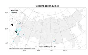 Sedum sexangulare, Очиток шестирядный L., Атлас флоры России (FLORUS) (Россия)