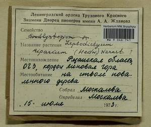 Leptodictyum riparium (Hedw.) Warnst., Гербарий мохообразных, Мхи - Центральное Нечерноземье (B6) (Россия)