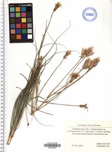 Pseudopodospermum tauricum (M. Bieb.) Vasjukov & Saksonov, Восточная Европа, Восточный район (E10) (Россия)