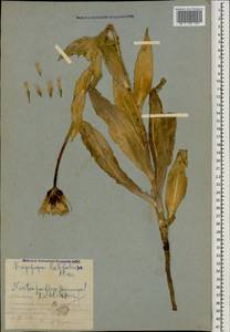 Tragopogon latifolius Boiss., Кавказ, Армения (K5) (Армения)