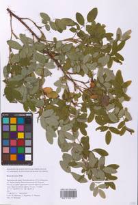 Шиповник даурский Pall., Сибирь, Дальний Восток (S6) (Россия)