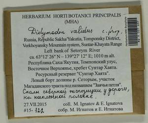 Didymodon validus Limpr., Гербарий мохообразных, Мхи - Якутия (B19) (Россия)