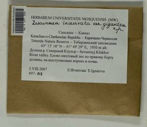 Lescuraea incurvata var. gigantea E. Lawton, Гербарий мохообразных, Мхи - Северный Кавказ и Предкавказье (B12) (Россия)