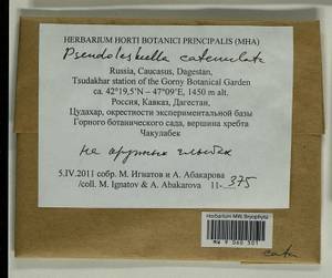 Pseudoleskeella catenulata (Brid. ex Schrad.) Kindb., Гербарий мохообразных, Мхи - Северный Кавказ и Предкавказье (B12) (Россия)