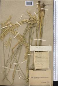 Neotrinia splendens (Trin.) M.Nobis, P.D.Gudkova & A.Nowak, Средняя Азия и Казахстан, Северный и Центральный Казахстан (M10) (Казахстан)