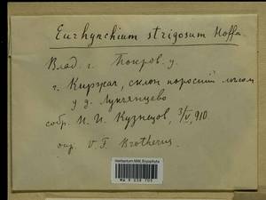 Eurhynchiastrum pulchellum (Hedw.) Ignatov & Huttunen, Гербарий мохообразных, Мхи - Центральное Нечерноземье (B6) (Россия)