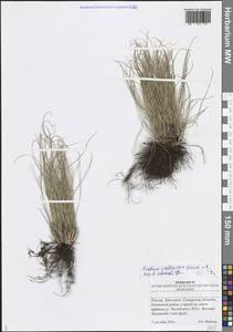 Овсяница валисская, Типчак Schleich. ex Gaudin, Восточная Европа, Средневолжский район (E8) (Россия)