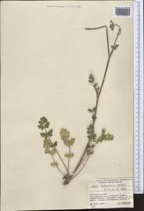 Порезник туркестанский M. Hiroe, Средняя Азия и Казахстан, Северный и Центральный Тянь-Шань (M4) (Киргизия)