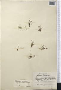 Болотница игольчатая (L.) Roem. & Schult., Средняя Азия и Казахстан, Северный и Центральный Казахстан (M10) (Казахстан)