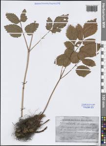 Astilbe rubra Hook.fil. & Thomson, Сибирь, Дальний Восток (S6) (Россия)