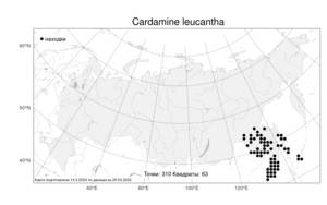 Cardamine leucantha, Сердечник белоцветковый (Tausch) O.E.Schulz, Атлас флоры России (FLORUS) (Россия)