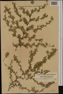 Ononis spinosa subsp. antiquorum (L.)Briq., Западная Европа (EUR) (Хорватия)